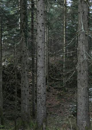 Kočevski Rog plateau | Slovenia