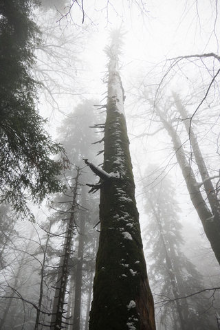 Rajhenavski Rog | Virgin forest | Slovenia