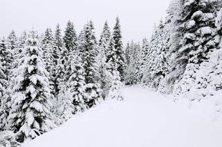 Jelovica plateau | Slovenia